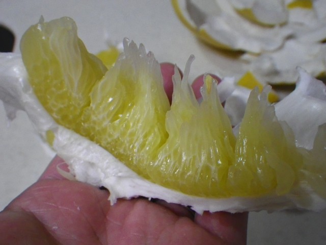 驚異のデブみかん ばんぺいゆ 晩白柚 バンペイユ 驚異のデブみかん ばんぺいゆ 晩白柚 バンペイユ