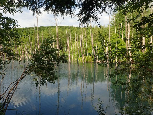 青い池遊歩道