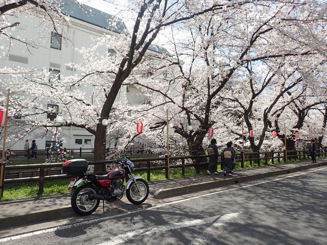 川越・氷川神社の桜満開