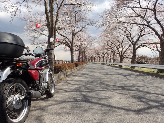 桜並木の伊佐沼を1周