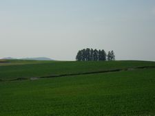 新栄の丘 ロードバイクで行ったよ!【北海道・美瑛の風景】