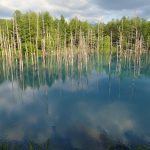 美瑛・青い池に行ってきたぞ【7月の色・駐車場・たくさんの観光客】