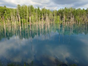 美瑛・青い池に行ってきたぞ【7月の色・駐車場・たくさんの観光客】
