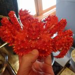 釧路の激安・安売りスーパーはビッグフーズひろせで決まりか！