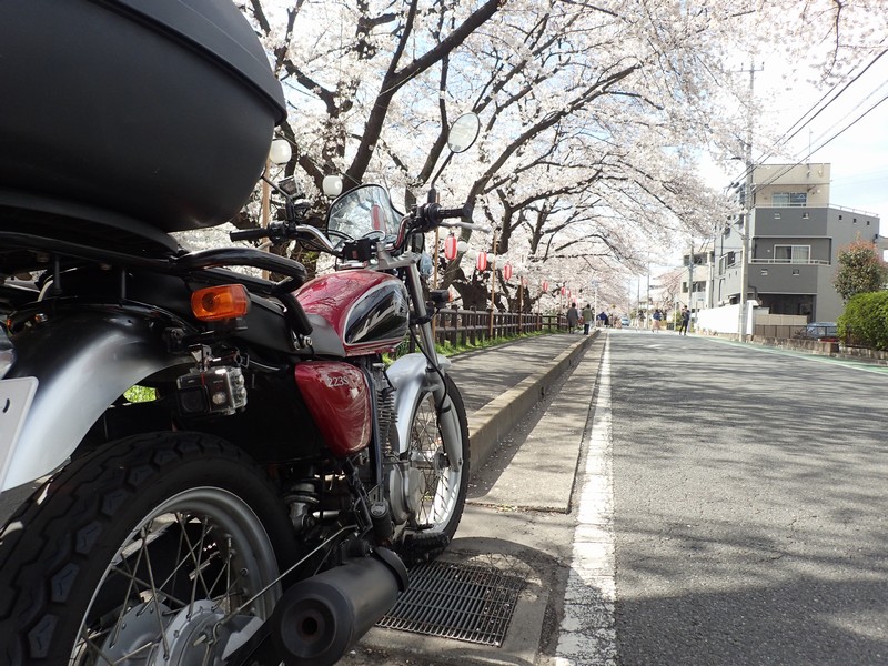 CB223Sで桜を見に行く【川越・新河岸川・伊佐沼は桜満開】